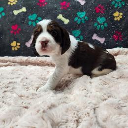 Rudolph - Black white and tan male English Springer Spaniel puppy in Westover, Maryland from Sterling's springer Haven
