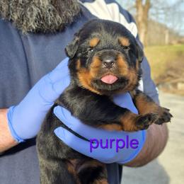 Girl 3 - Black and tan female Rottweiler puppy in Stanton, Kentucky from Vom Hause Alistair