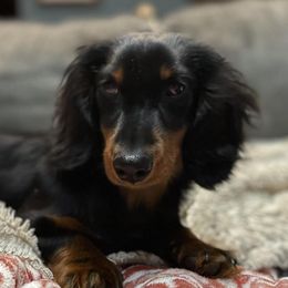 Dachshunds from Low Rider Kennel