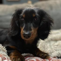 Dachshunds from Low Rider Kennel