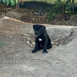 Midnight - Black female Cane Corso puppy in Utah from 3Lake Kennelz