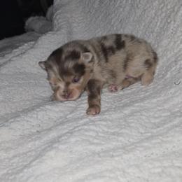 Peaches - Chocolate merle female Pomeranian puppy in Angleton, Texas from Pomeranian Palace, LLC