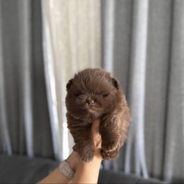 Bear - Chocolate male Pomeranian puppy in Stockton, California from lunas_poms