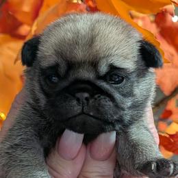 Pug puppies from Hoskinspugs