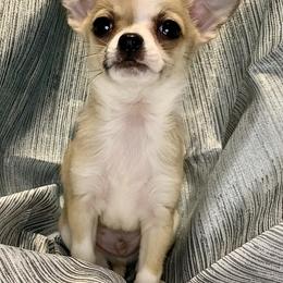 Chihuahua Puppies from Coolballow Chihuahuas