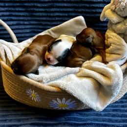 Shih Tzu Puppies from Adam & Eve Pups CT