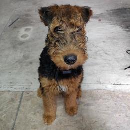 Girl 1 - female Airedale Terrier puppy in Lodi, California from Zinful Airedales
