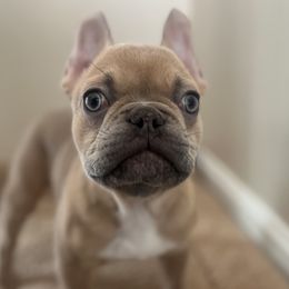 French Bulldogs from AVM Frenchies