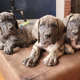 Great Danes from Southern Grace Great Danes