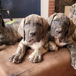 Great Danes from Southern Grace Great Danes