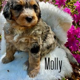 Molly - Merle female Goldendoodle puppy in Travelers Rest, South Carolina from Bailey Mountain Doodles