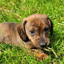 Brindle girl - Brindle female Dachshund puppy in Brevard, North Carolina from Morgan’s Dachshund’s & Aussies