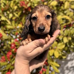 Rue - AKC - Cream female Dachshund puppy in Englewood, Florida from Dach of Doxies