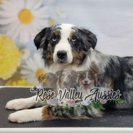 Psycho - Australian Shepherd