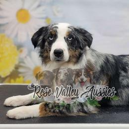 Psycho - Australian Shepherd