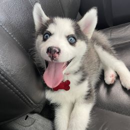 Pomsky Puppies from Guccio’s Pomsky’s and Stud Services