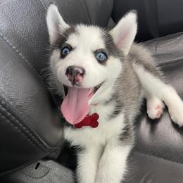 Pomsky Puppies from Guccio’s Pomsky’s and Stud Services