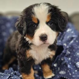 Gemini- Purple Collar - Tri-color female Bernese Mountain Dog puppy in Bonham, Texas from Happy Valley Puppies
