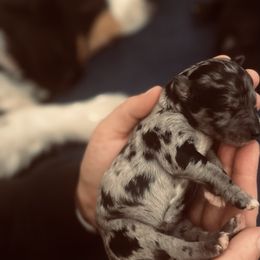 Aussiedoodle Puppies from Beachside Aussiedoodles