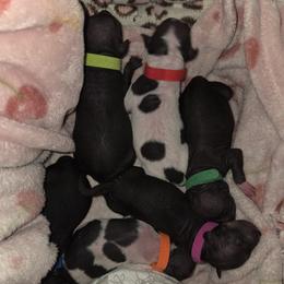 American Hairless Terrier puppies from Flipside Dogs