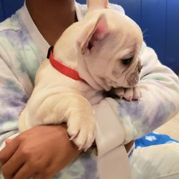 French Bulldog puppies from Bully Snob