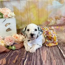 Dalmatian Puppies from Rainier DALS LUA Dalmatians