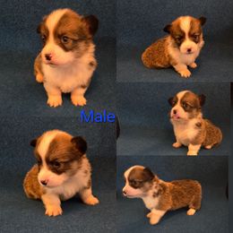 Blue Male - White and red male Pembroke Welsh Corgi puppy in Madera, California from RRR Corgis