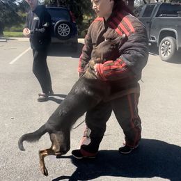 Belgian Malinois Puppies from ROSC K9