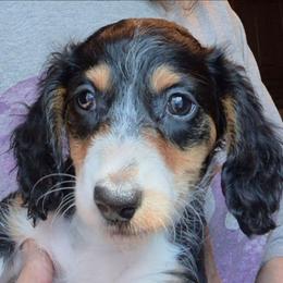 CC (AKC) - Piebald female Dachshund puppy in Bangs, Texas from Lickin'bach Miniature Dachshunds