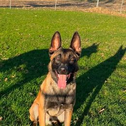 Belgian Malinois Puppies from S & S Kennel
