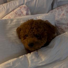 Goldendoodles and Poodles from Honey Blossom Doodles