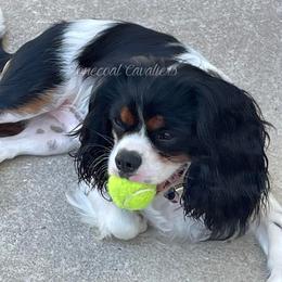 Cavalier King Charles Spaniel Puppies from Stonecoal Cavaliers