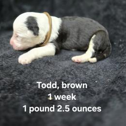 Todd - Gray and white male Old English Sheepdog puppy in Sutherlin, Oregon from Sapphire Eyes Sheepdogs