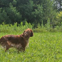Callie - English Toy Spaniel