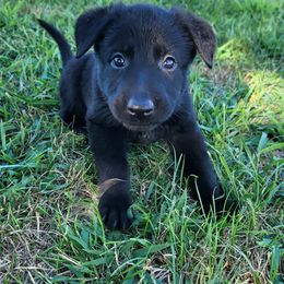 German Shepherd Puppies from Woodhill K9