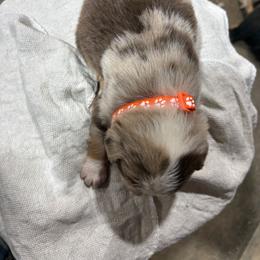 Boy 3 - Red merle male Australian Shepherd puppy in Almo, Kentucky from Riley's Paw Pals