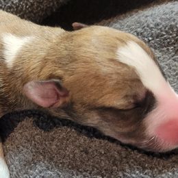 Aero - White and red Whippet puppy in Duluth, Minnesota from Swift Whippets