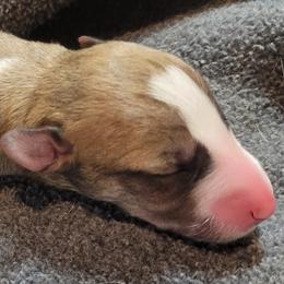 Aero - White and red Whippet puppy in Duluth, Minnesota from Swift Whippets