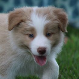 Boy 1 - Border Collie puppy from Cool Meadow Farms