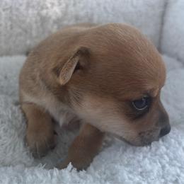 Oakley - Red male Chihuahua puppy in Scranton, South Carolina from The Magnolia Pawlor, LLC