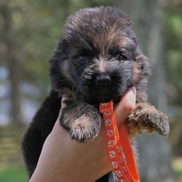 Fox - Black and red male German Shepherd puppy in Canton, Texas from WILDWOOD GERMAN SHEPHERDS