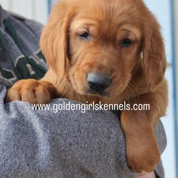 Lava Boy 2- Tan collar - Dark golden male Golden Retriever puppy in Fort Morgan, Colorado from Golden Girls Kennels, LLC