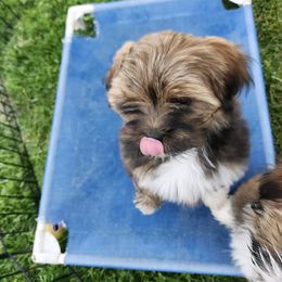Lhasa Apso Puppies from Linda Richter