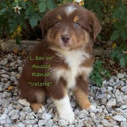 Valerie - Red tri female Miniature Australian Shepherd puppy in Midway, Texas from L Bar W Aussie Ranch