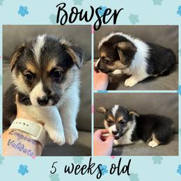 Bowser - Black and tan male Pembroke Welsh Corgi puppy in Dickinson, Texas from Careaga Farms
