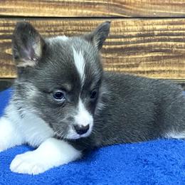 Miniature Australian Shepherds, Pembroke Welsh Corgis, and Toy Australian Shepherds from Triple J Aussies and Corgis