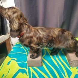 Kiki - Dachshund