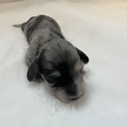 Dachshund Puppies from A Girl and Her Dachshund Pack