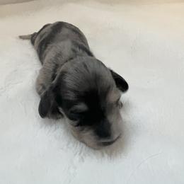 Dachshund Puppies from A Girl and Her Dachshund Pack