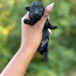 Eddy- Edward - Black male Poodle puppy in Garner, North Carolina from House of Paws Heritage Nursery LLC.